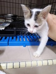 Lily@baby (Up For Adoption) - Domestic Short Hair Cat