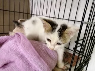 Lily@baby (Up For Adoption) - Domestic Short Hair Cat