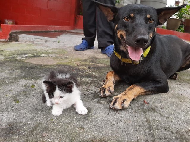Ah Boi Cat And Human Friendly - Mixed Breed Dog