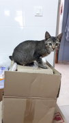 Mighty Grey - Domestic Short Hair + Tabby Cat