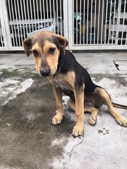 Black Black - Mixed Breed Dog