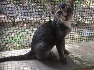 Gracie - Domestic Short Hair Cat