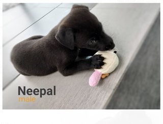 Neepal (Renamed:heyhey) - Black Mouth Cur Mix Dog