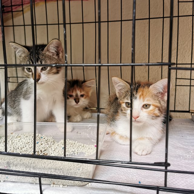 Rescued 8 Weeks Old Kittens For Adoption - Domestic Medium Hair Cat