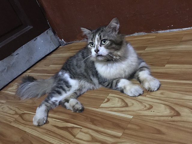 Bobo - Persian Cat