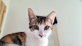 Kinku And Juno - Domestic Short Hair Cat