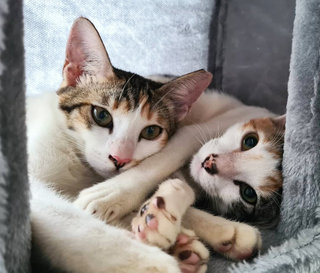 Kinku And Juno - Domestic Short Hair Cat