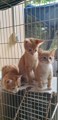 3 Little Munchkins - Domestic Short Hair Cat