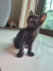 Cuties  - Domestic Medium Hair Cat