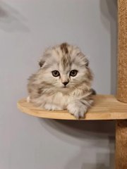 Scottish Fold Ash Litter - Scottish Fold + American Shorthair Cat