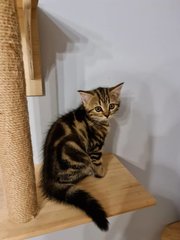 Scottish Fold Ash Litter - Scottish Fold + American Shorthair Cat