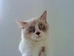 Ogiey - Domestic Long Hair + Applehead Siamese Cat