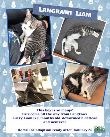 Liam Adopted - Domestic Short Hair Cat