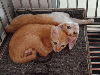 2 Kittens - Domestic Short Hair Cat