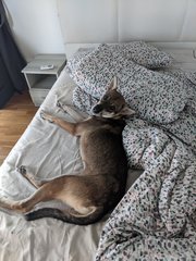Dingo - Mixed Breed Dog