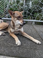 Dingo - Mixed Breed Dog