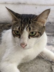 Fury - Domestic Short Hair Cat