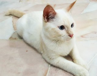 Noel - Domestic Short Hair + Siamese Cat