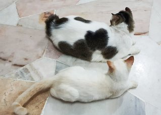 Noel - Domestic Short Hair + Siamese Cat
