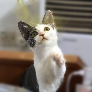 Manis  - Domestic Short Hair Cat