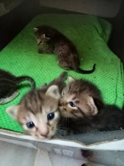 5 Kittens 3 Weeks - Domestic Short Hair Cat