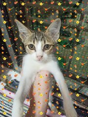 Kittens - Domestic Short Hair + Domestic Medium Hair Cat