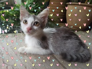 Kittens - Domestic Short Hair + Domestic Medium Hair Cat
