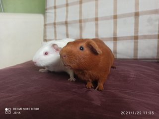 Cooper &amp; Cici - Guinea Pig Small & Furry