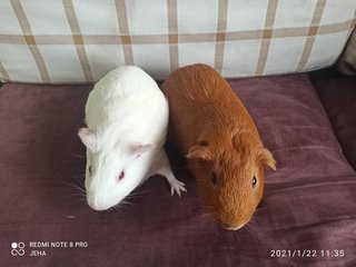 Cooper &amp; Cici - Guinea Pig Small & Furry