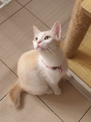 Phoebe &amp; Charlie - Domestic Short Hair + American Shorthair Cat