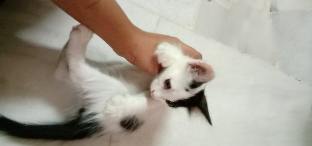 Nanika - Domestic Medium Hair Cat