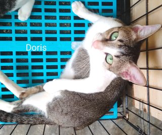 Doris - Domestic Short Hair Cat