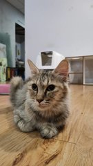 Tiara - Domestic Medium Hair Cat