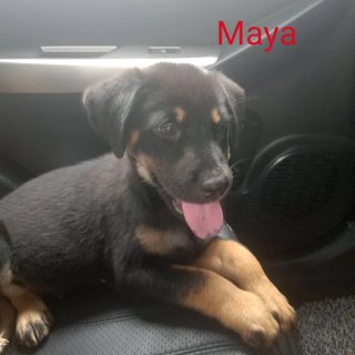 Maya - Mixed Breed Dog