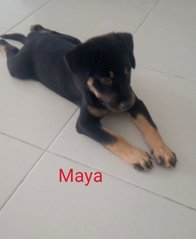 Maya - Mixed Breed Dog