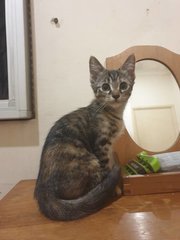 Tofu And Boba - Domestic Short Hair Cat
