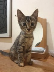 Tofu And Boba - Domestic Short Hair Cat