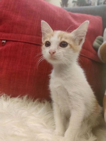 Purrfect Mco Kitten - Domestic Short Hair Cat