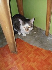 Jebat - Domestic Short Hair Cat