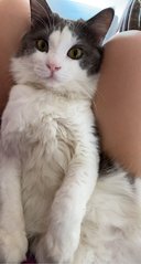 Meng  - Domestic Medium Hair Cat