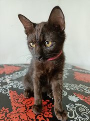 Blackie - Turkish Angora + Tabby Cat