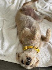 Lucy - Silky Terrier + Shih Tzu Dog