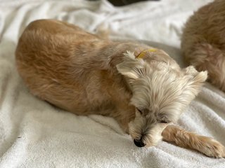 Lucy - Silky Terrier + Shih Tzu Dog