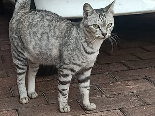 Sesame - Domestic Short Hair Cat