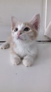 Dolly - Domestic Short Hair Cat