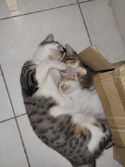 Cutie Babies 😻 - Domestic Medium Hair Cat