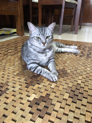 Mika Picatso - Domestic Medium Hair Cat