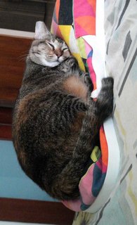 Chocobi - Domestic Short Hair Cat