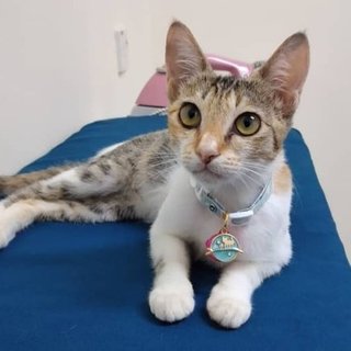 Darla The Sweet Cutie - Calico Cat