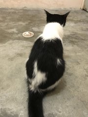 PF104462 - Domestic Short Hair Cat